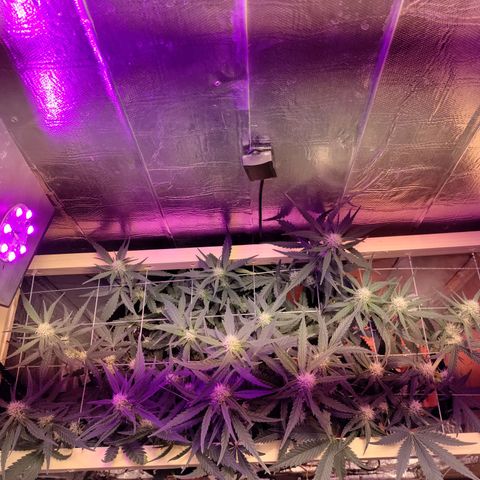 Неизвестный генетический growlog photo: Установил скрог (думаю лишний, но уже стоит, посмотрим). Полив ghe цвет.