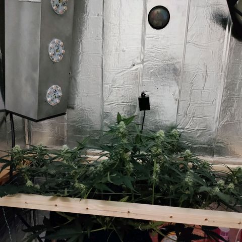 Неизвестный генетический growlog timeline photo