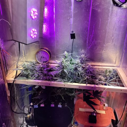 Неизвестный генетический growlog timeline photo
