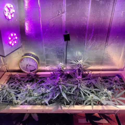 Неизвестный генетический growlog timeline photo