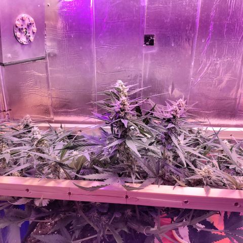 Неизвестный генетический growlog timeline photo
