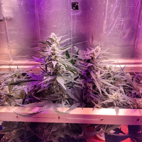 Неизвестный генетический growlog timeline photo
