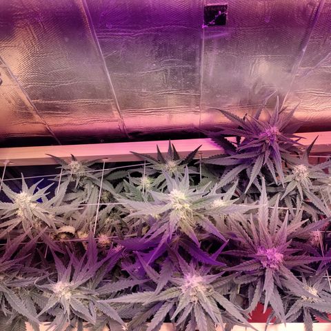 Неизвестный генетический growlog timeline photo