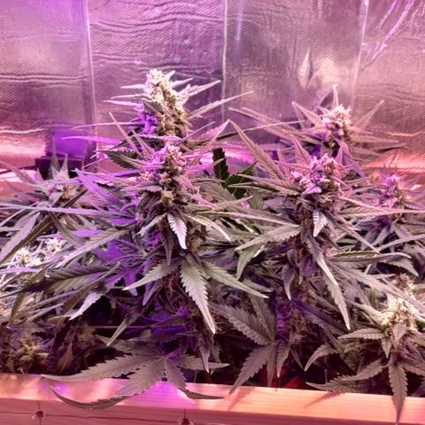 Неизвестный генетический growlog timeline photo