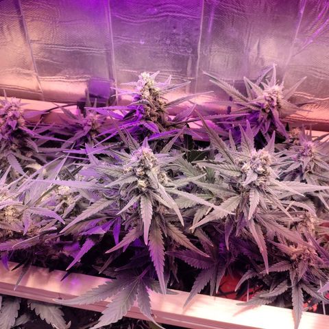 Неизвестный генетический growlog timeline photo