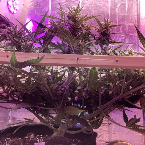 Неизвестный генетический growlog timeline photo