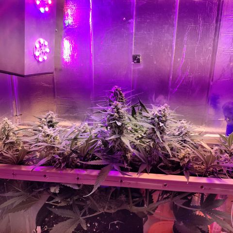 Неизвестный генетический growlog timeline photo