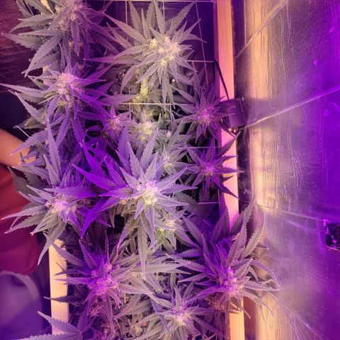Неизвестный генетический growlog timeline photo