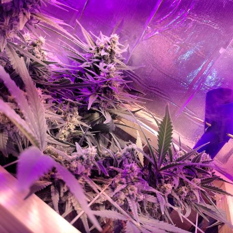 Неизвестный генетический growlog timeline photo