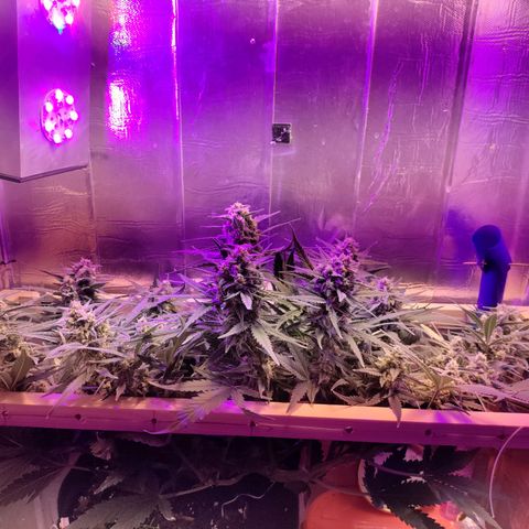 Неизвестный генетический growlog photo: Прозрачные и мутные , 
Процентов 5 есть золотистых. Полив рипен