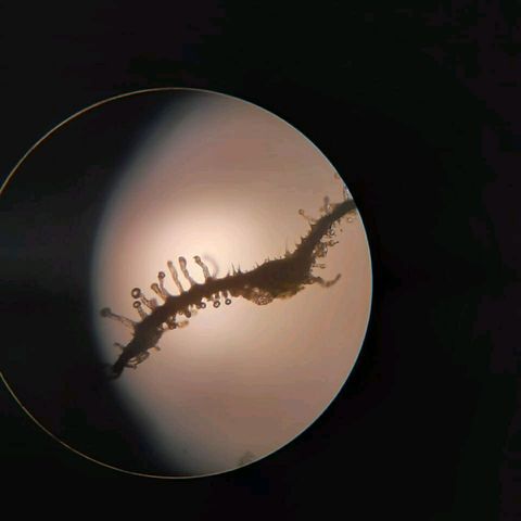 Неизвестный генетический growlog photo: Прозрачные и мутные , 
Процентов 5 есть золотистых. Полив рипен