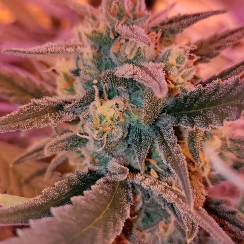 Неизвестный генетический growlog timeline photo