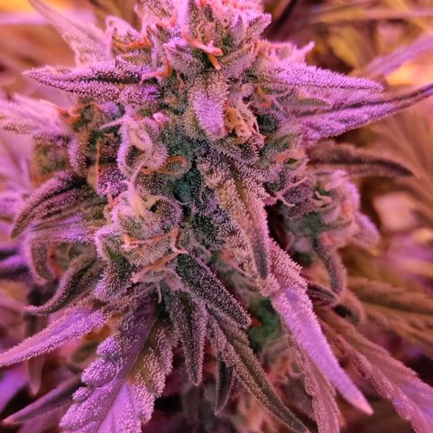 Неизвестный генетический growlog timeline photo