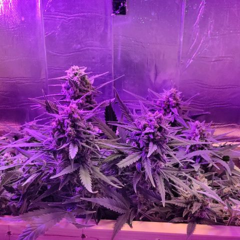 Неизвестный генетический growlog timeline photo