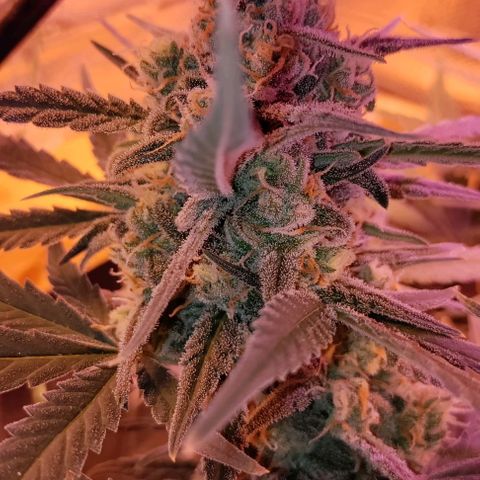 Неизвестный генетический growlog timeline photo