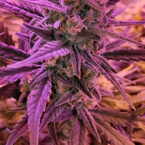 Неизвестный генетический growlog timeline photo