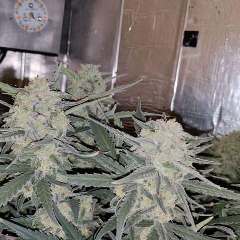 Неизвестный генетический growlog timeline photo