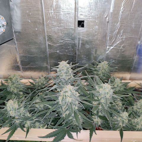 Неизвестный генетический growlog timeline photo