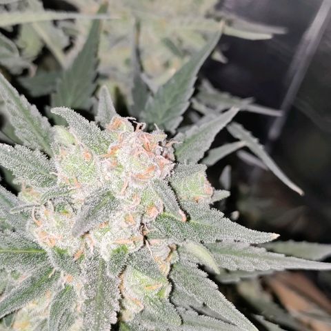 Неизвестный генетический growlog timeline photo