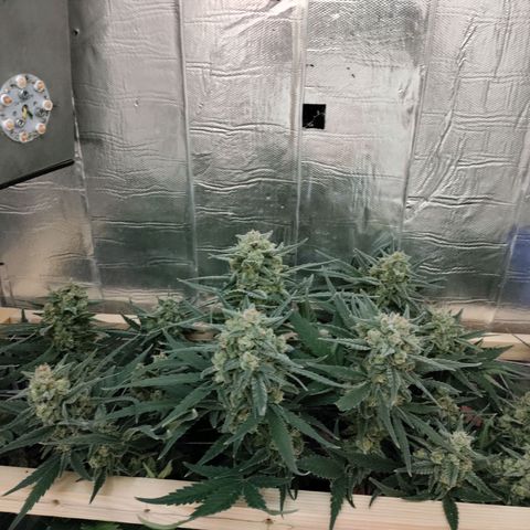 Неизвестный генетический growlog timeline photo