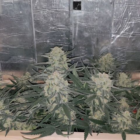 Неизвестный генетический growlog timeline photo