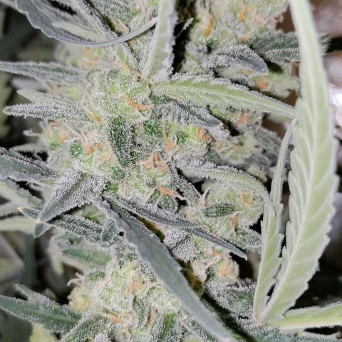 Неизвестный генетический growlog timeline photo