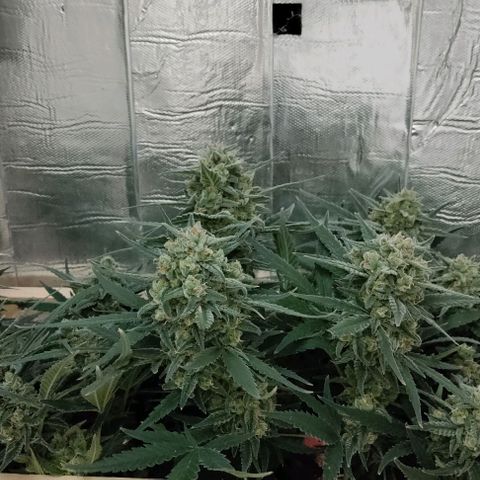 Неизвестный генетический growlog timeline photo