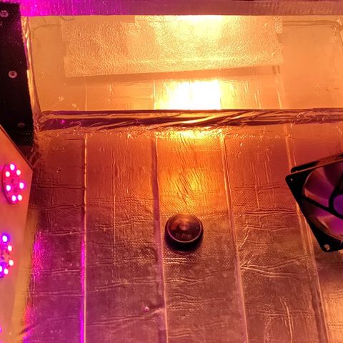 Неизвестный генетический growlog photo: Сильный запах , колхоз-фильтр установлен)