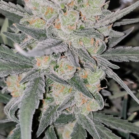 Неизвестный генетический growlog photo: Трихомы 50 % золотых, уменьшились в размере. Хорошенько пролил водой. Уезжаю на три дня, после харвест.
