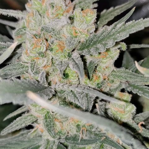 Неизвестный генетический growlog photo: Трихомы 50 % золотых, уменьшились в размере. Хорошенько пролил водой. Уезжаю на три дня, после харвест.