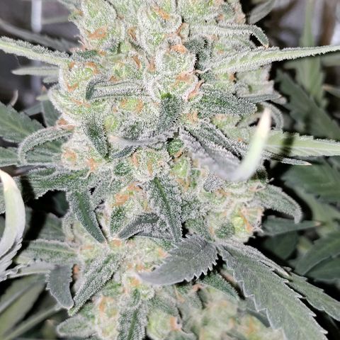 Неизвестный генетический growlog photo: Трихомы 50 % золотых, уменьшились в размере. Хорошенько пролил водой. Уезжаю на три дня, после харвест.