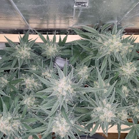 Неизвестный генетический growlog photo: Трихомы 50 % золотых, уменьшились в размере. Хорошенько пролил водой. Уезжаю на три дня, после харвест.