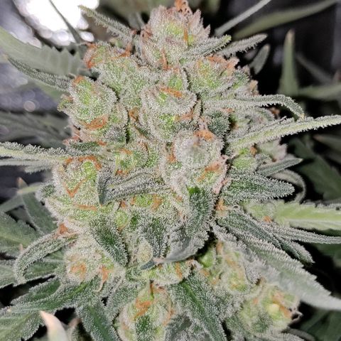 Неизвестный генетический growlog photo: Отключил свет, второй день без полива, без увлажнения воздуха