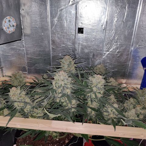 Неизвестный генетический growlog photo: Отключил свет, второй день без полива, без увлажнения воздуха