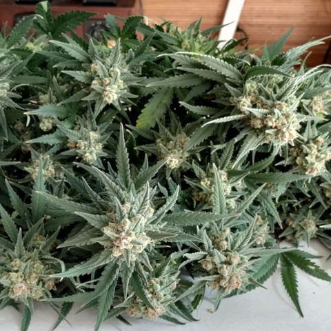 Неизвестный генетический growlog photo: Харвест