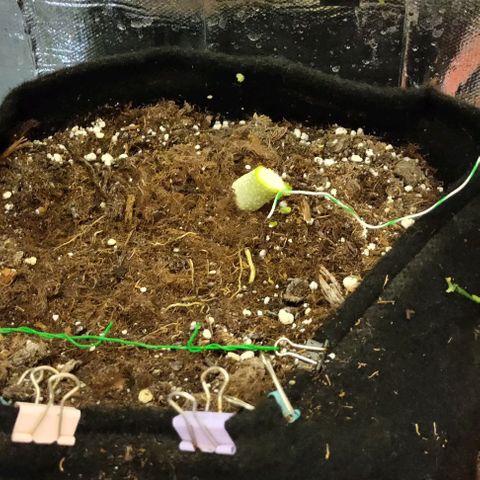 Неизвестный генетический growlog photo: Харвест