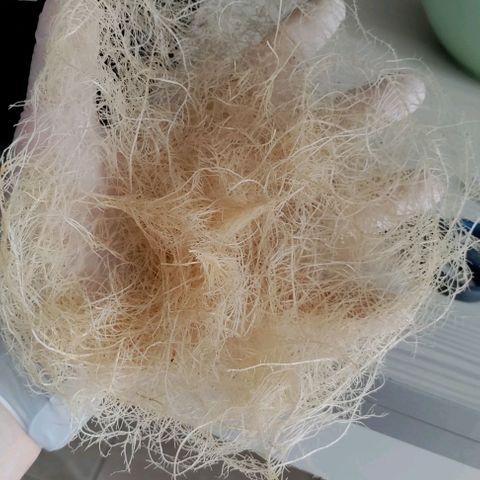 Неизвестный генетический growlog photo: Харвест