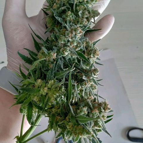 Неизвестный генетический growlog photo: Харвест