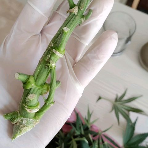 Неизвестный генетический growlog photo: Харвест