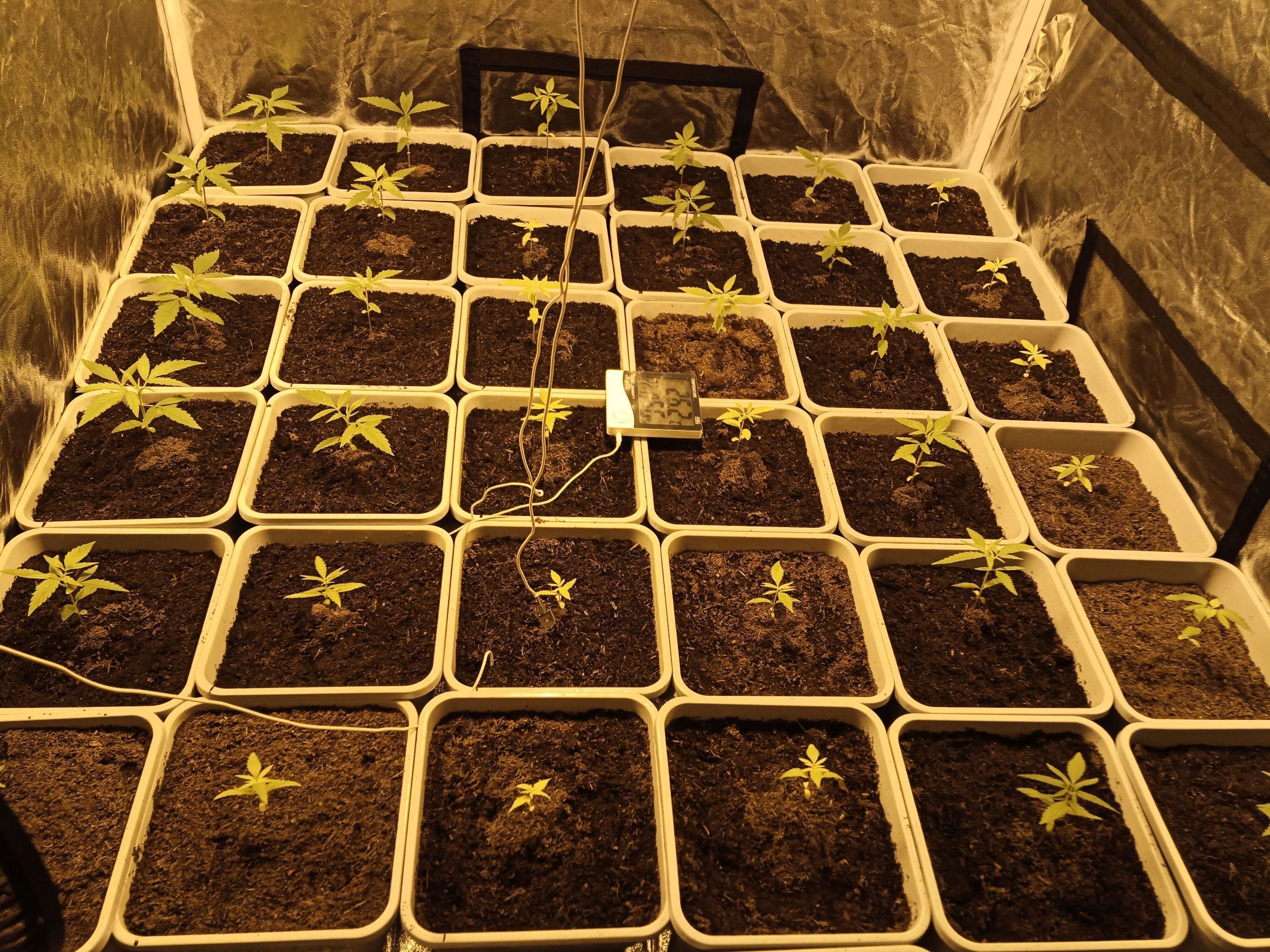 Caramel growlog header