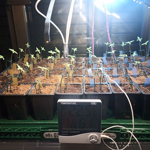 Amnesia growlog timeline photo