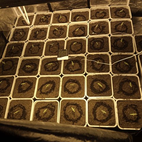 Caramel growlog photo: Las que tienen una línea negra en el borde superior de la maceta sin amnesia, las otras caramel. Todas semillas a granel de eurogrow