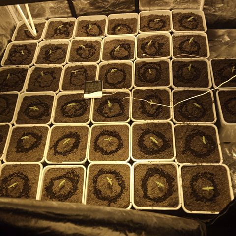 Caramel growlog photo: Las que tienen una línea negra en el borde superior de la maceta sin amnesia, las otras caramel. Todas semillas a granel de eurogrow