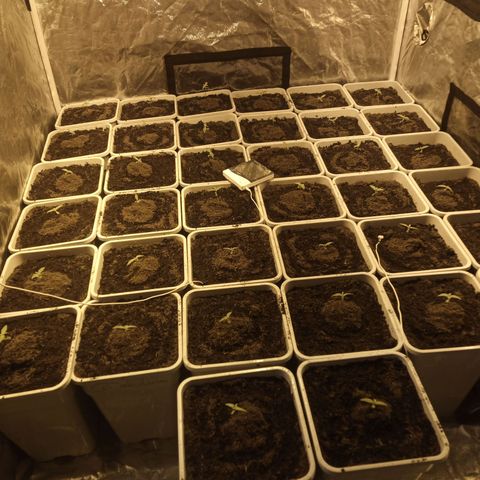 Caramel growlog photo: Primer riego con fertilizante y se espera a sequía