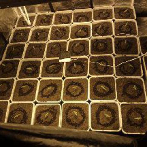 Caramel growlog timeline photo