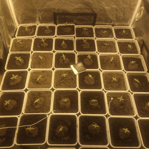 Caramel growlog timeline photo