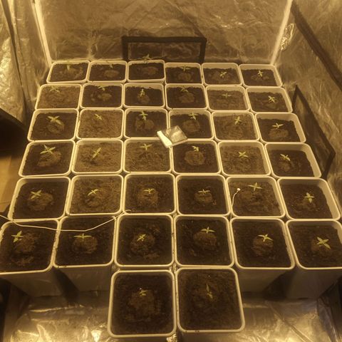 Caramel growlog timeline photo