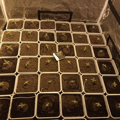 Caramel growlog photo: Pequeño problema con un extractor, ya arreglado.
Se aprecia crecimiento de las plantulas, pronto saldrá el primer par de hojas REALES😍😍😍😍