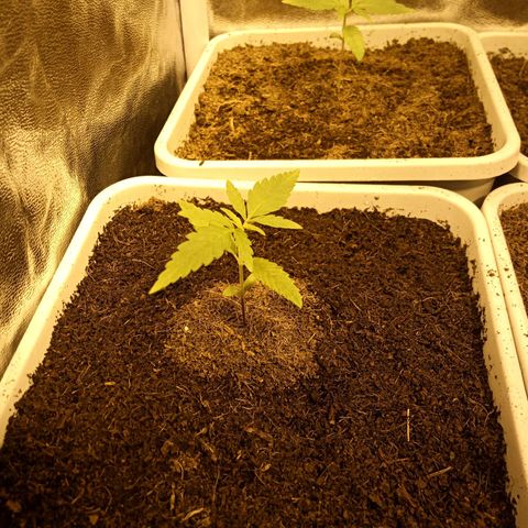 Caramel growlog timeline photo