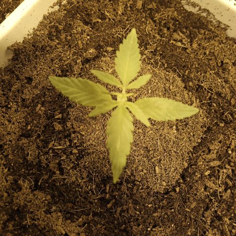 Caramel growlog timeline photo